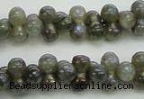 CLB630 15.5 inches 4*9mm bone AB-color labradorite beads